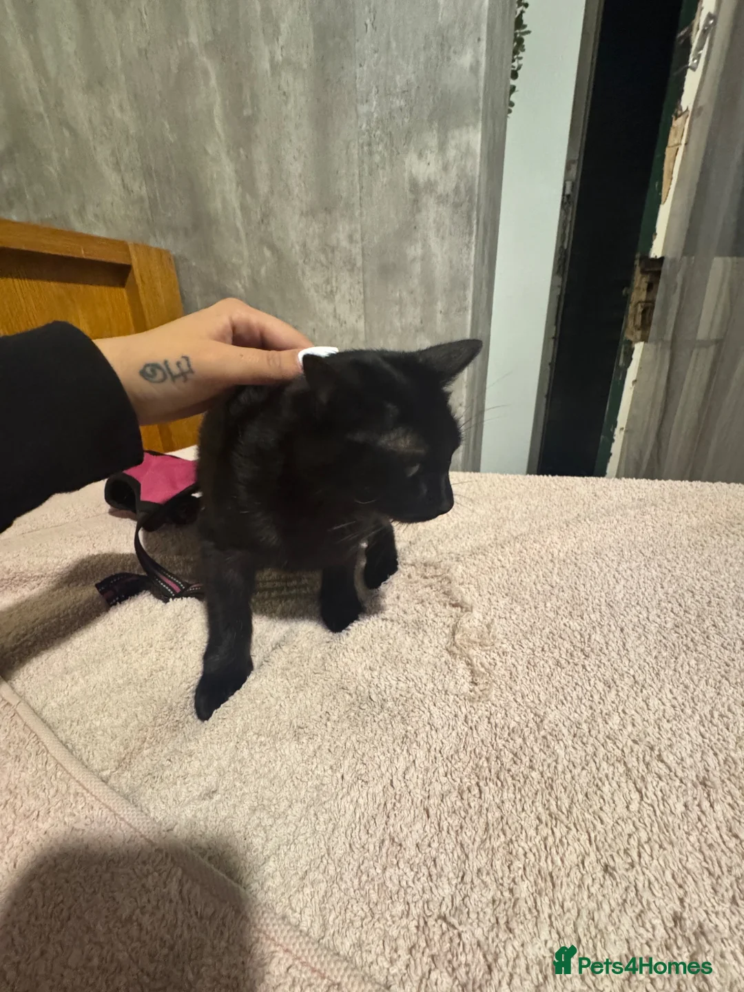 Mixed Breed cats for sale: 2 females  in Grays - Advert 1