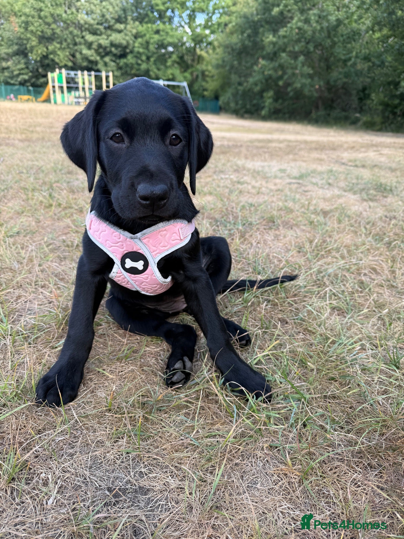 Labrador Retriever dogs Ready Now - Gorgeous Black Labrador Puppies  - Advert 2