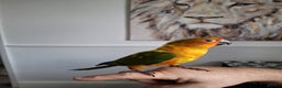 Conures birds for sale: Mango Conure - Advert 2