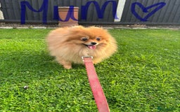 Pomeranian dogs for sale: Miniature Pomeranian  - Image 11