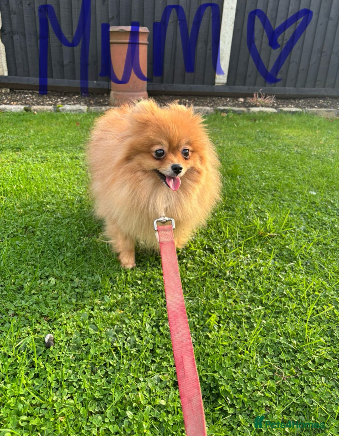 Pomeranian dogs for sale: Miniature Pomeranian  - Image 11