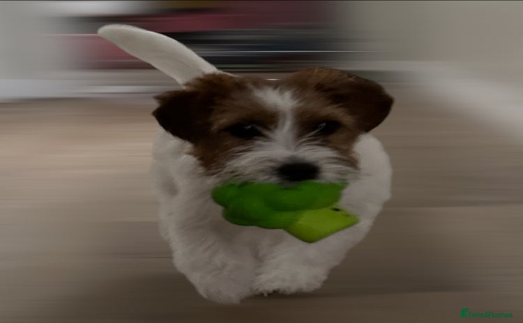 Jack Russell dogs - Advert 1