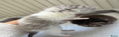 Persian Kitten 3