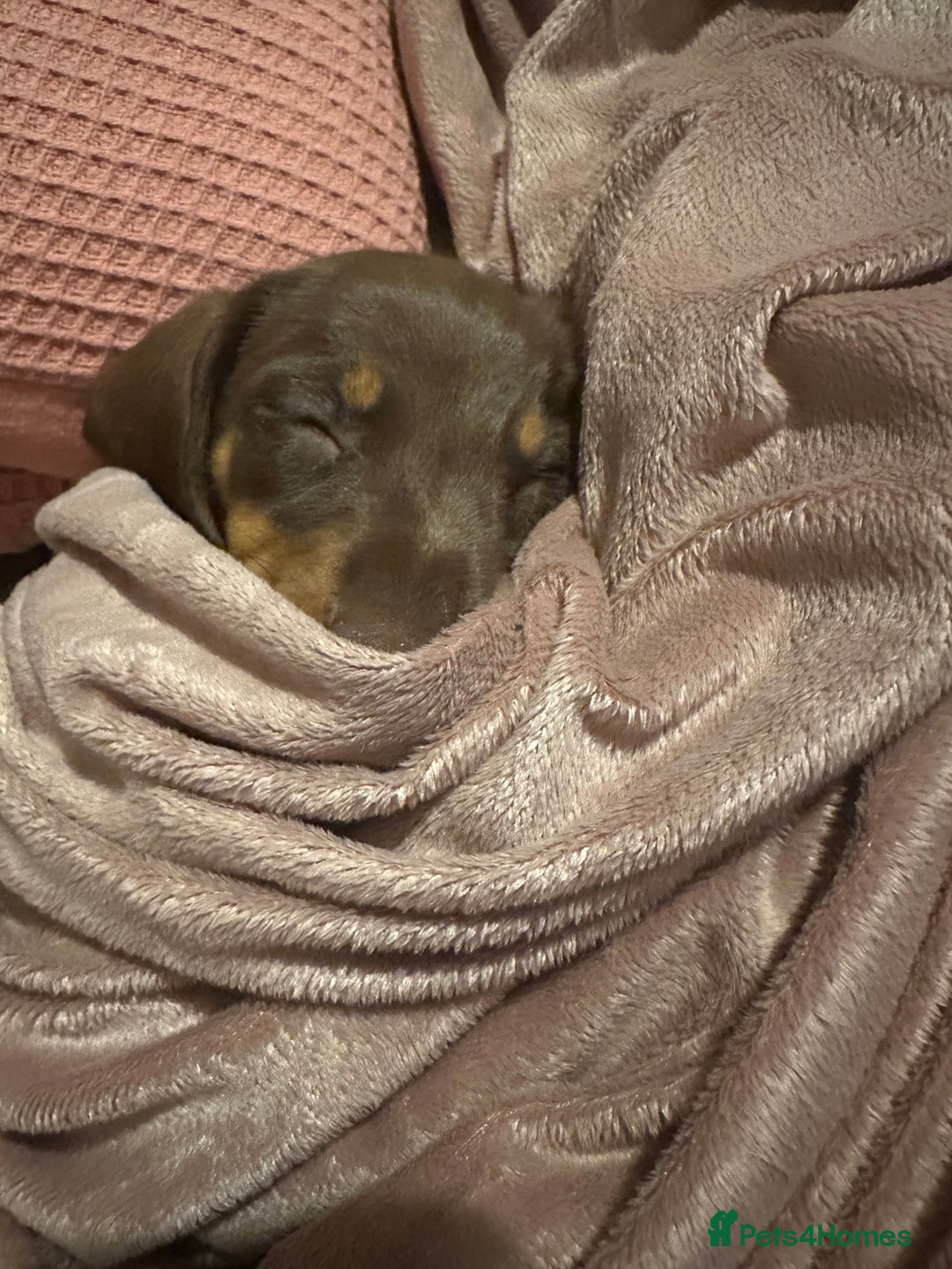 Miniature Dachshund dogs for sale: Female 9 weeks old  - Image 2