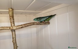 Parakeets birds for sale: Pair of Lineolated Parakeets  - Image 6