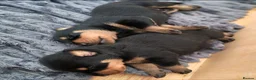 Dobermann dogs for sale: Beautiful Rotterman pups Doberman X Rottweiler - Advert 2