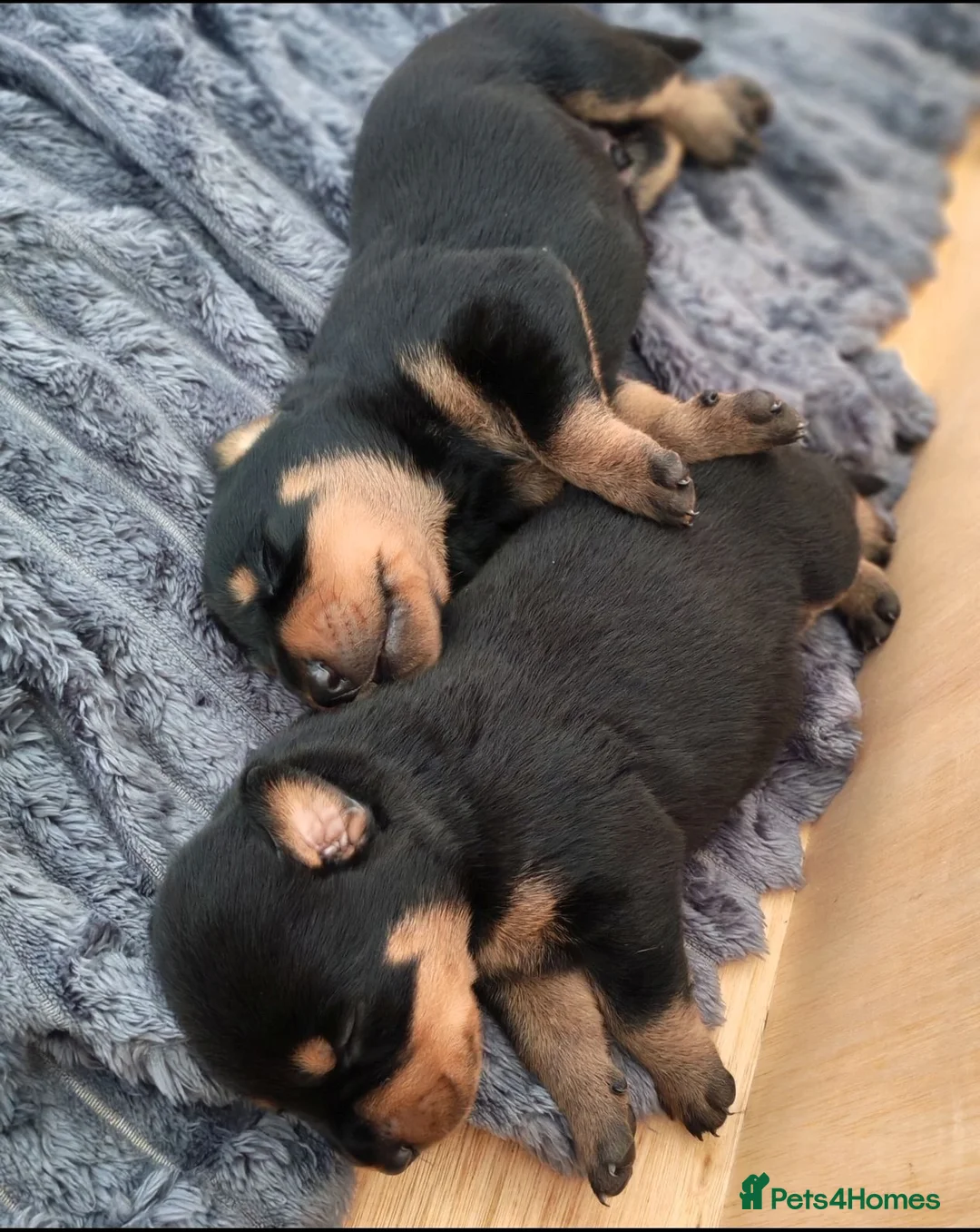 Dobermann dogs for sale: Beautiful Rotterman pups Doberman X Rottweiler - Advert 2