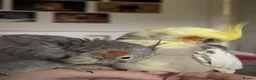 Cockatiels birds for sale: Cockatiel pair for sale  in Surbiton - Advert 2