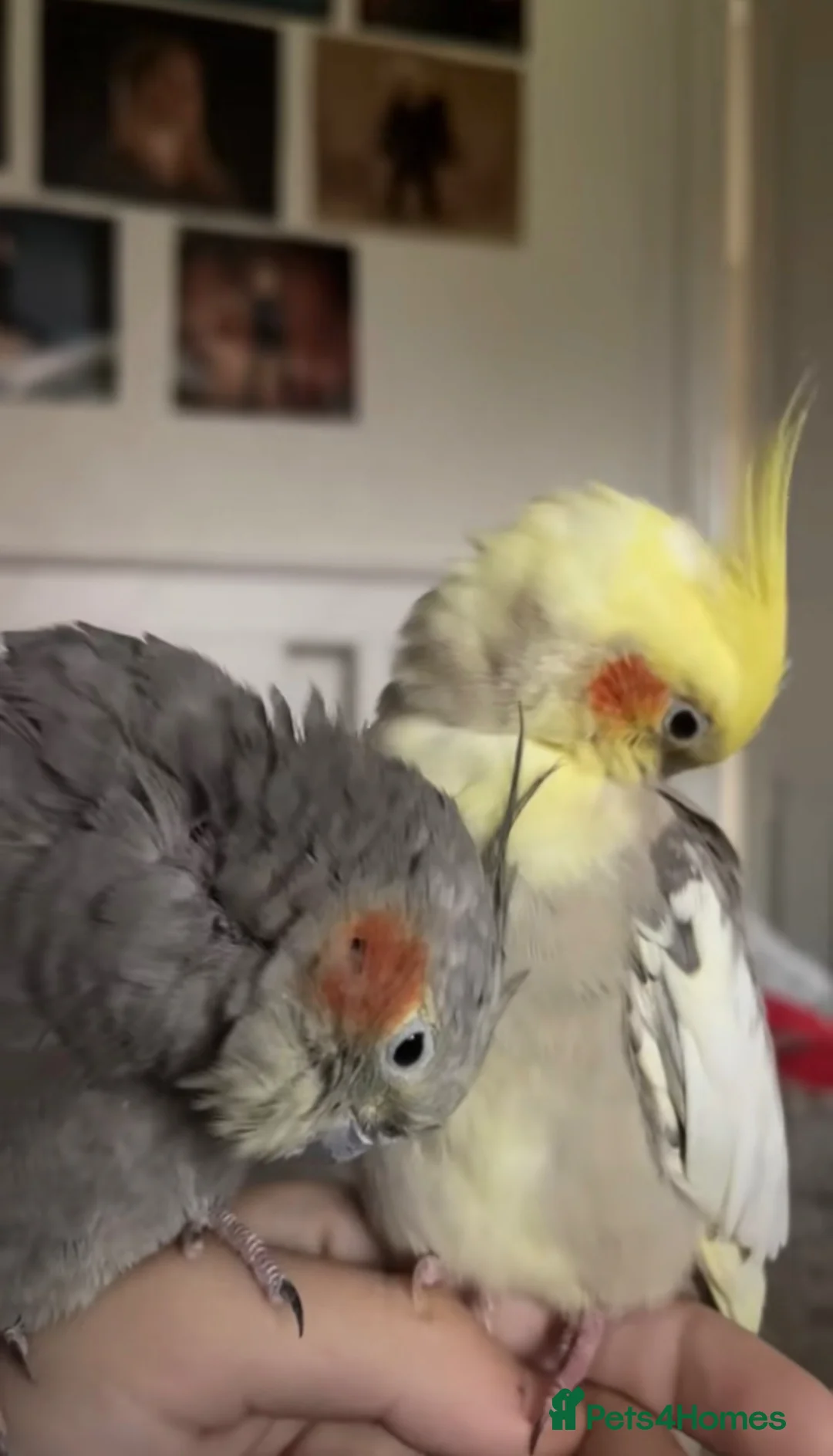 Cockatiels birds for sale: Cockatiel pair for sale  in Surbiton - Advert 2