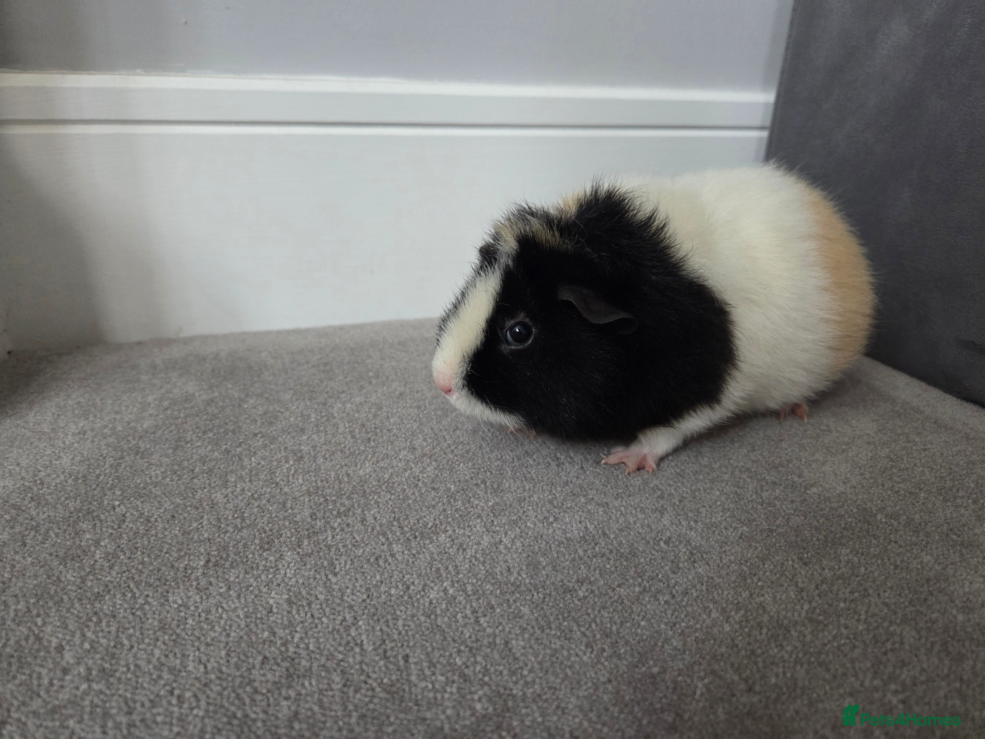 Guinea Pig rodents Two female guienea pigs 5 months pld - Advert 3