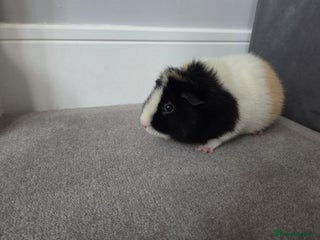 Guinea Pig rodents Two female guienea pigs 5 months - Advert 3