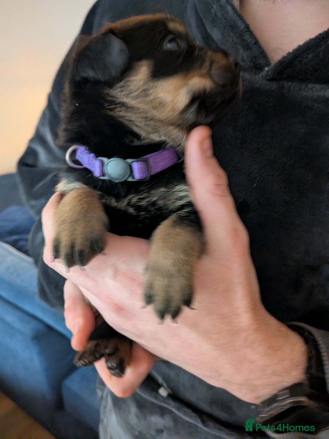 Rottweiler dogs for sale: ⭐ Rottweiler ⭐ - Advert 32