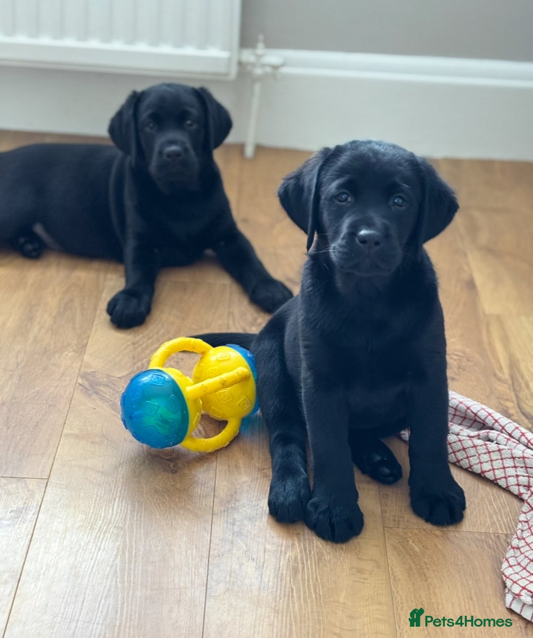Labrador Retriever dogs for sale: Black Show Chunky female Available  - Advert 5