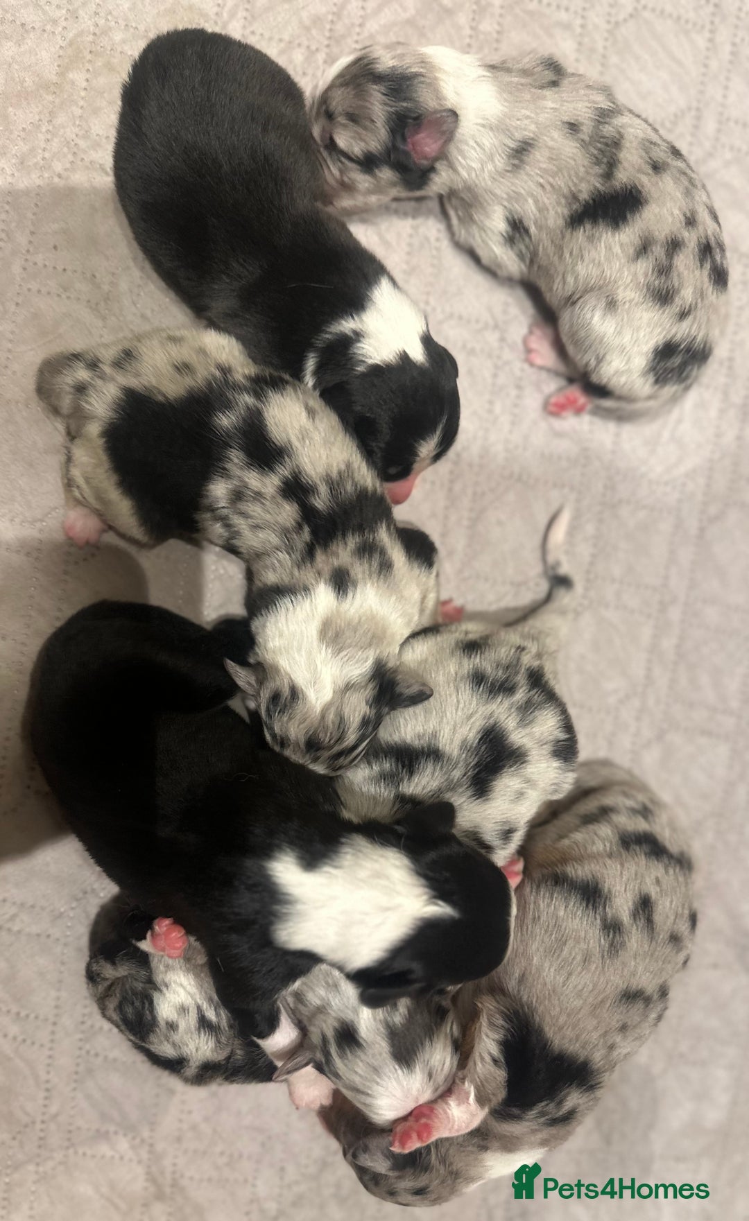 Australian Shepherd dogs for sale: Beautiful Australian Shepherds  - Image 2