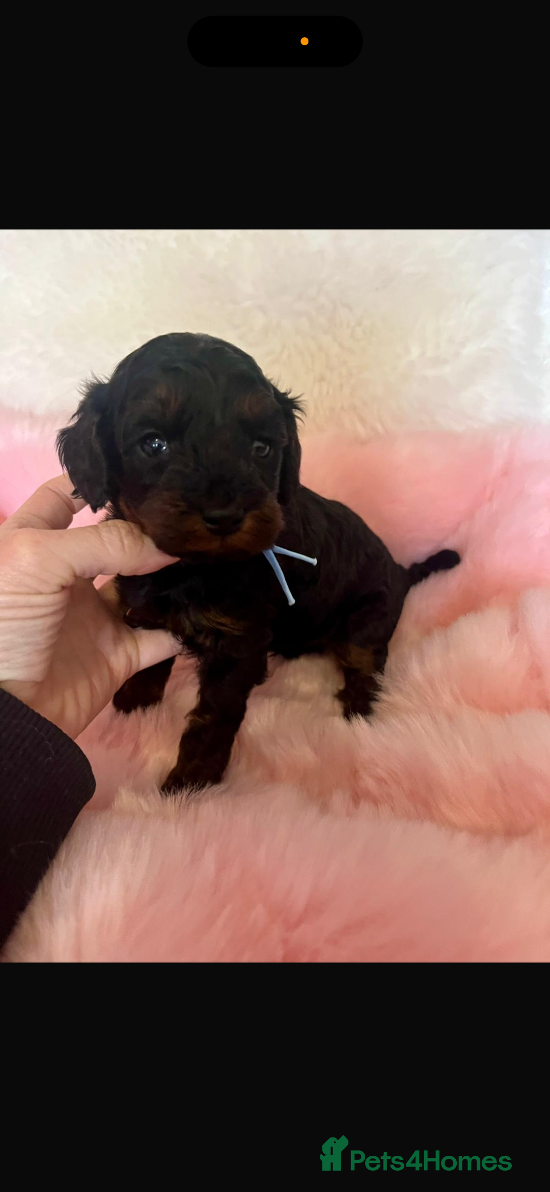 Cavapoo dogs for sale: Top quality F1b toy cavapoos  - Image 17