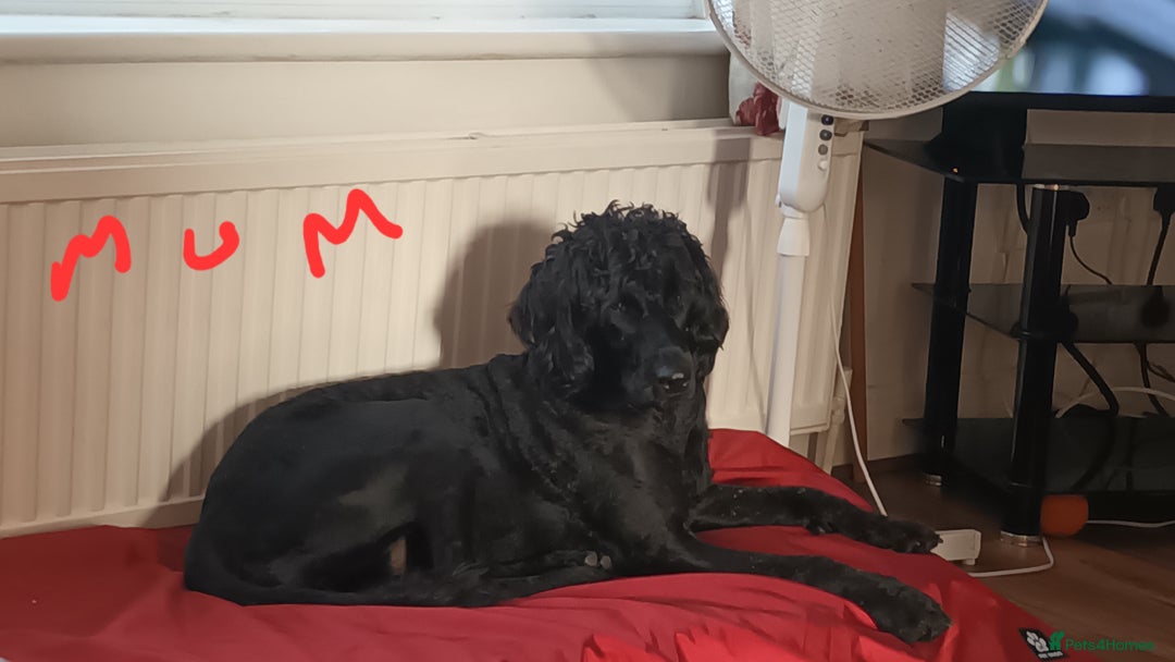 Labradoodle dogs for sale: F,1,B Standard labradoodles - Image 4