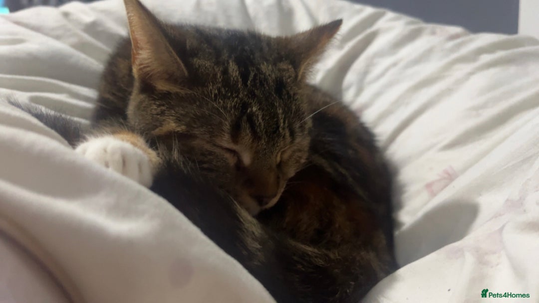 British Shorthair cats for sale: Nalah  - Advert 4