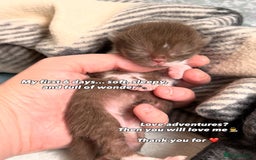 British Shorthair cats for sale: British Short and Long Hair  - Image 26