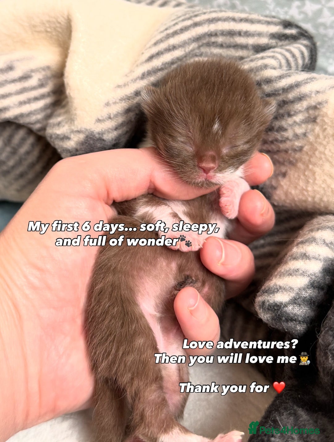 British Shorthair cats for sale: British Short and Long Hair  - Image 26