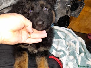 German Shepherd dogs German shepherd pups - Advert 1