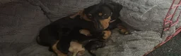 Miniature Dachshund dogs for sale: Miniature Dachsund puppies - Advert 2