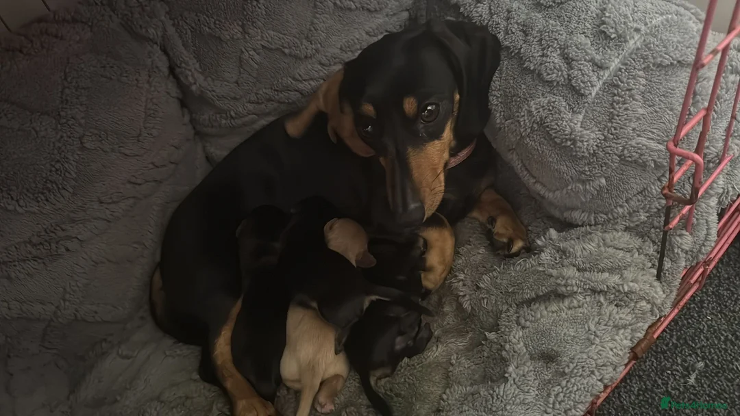 Miniature Dachshund dogs for sale: Miniature Dachsund puppies - Advert 2
