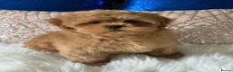 Shihpoo dogs for sale: Stunning Asian Shih Poo puppies - Advert 18