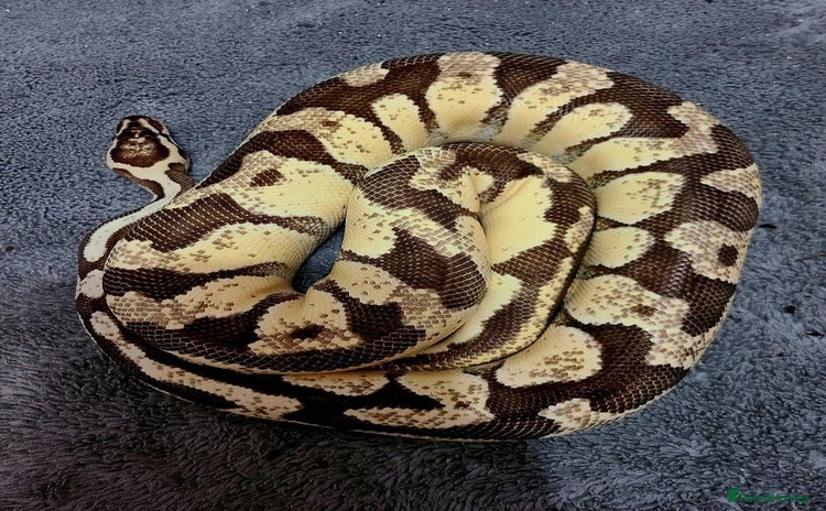 Python Snake reptiles - Advert 15