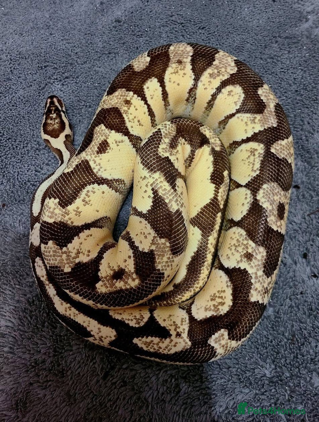 Python Snake reptiles for sale: Ball pythons, adults, male and femal - Image 1