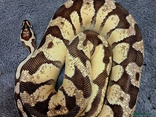 Python Snake reptiles - Advert 8