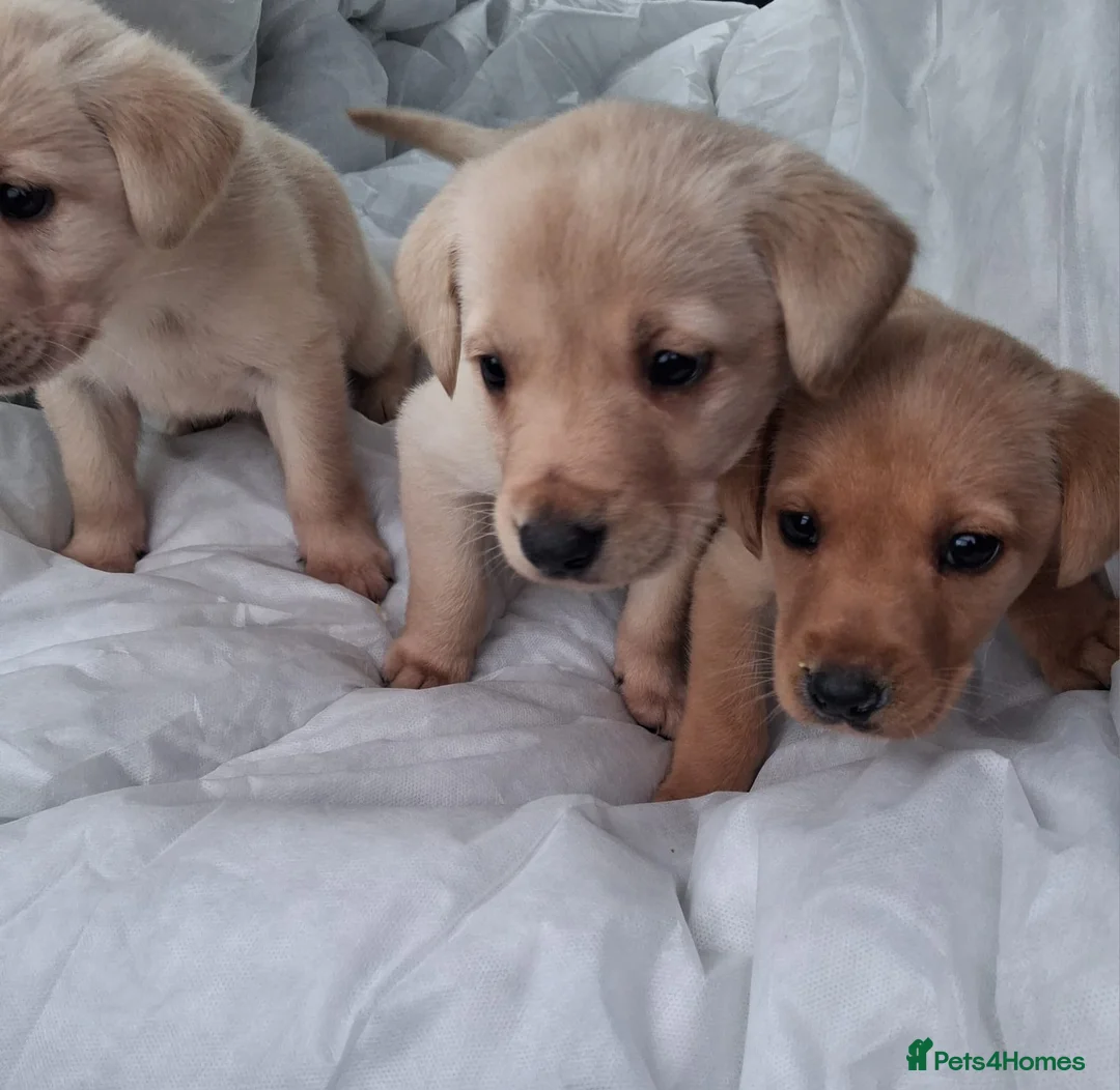 Labrador Retriever dogs for sale: Labrador puppies - Advert 5