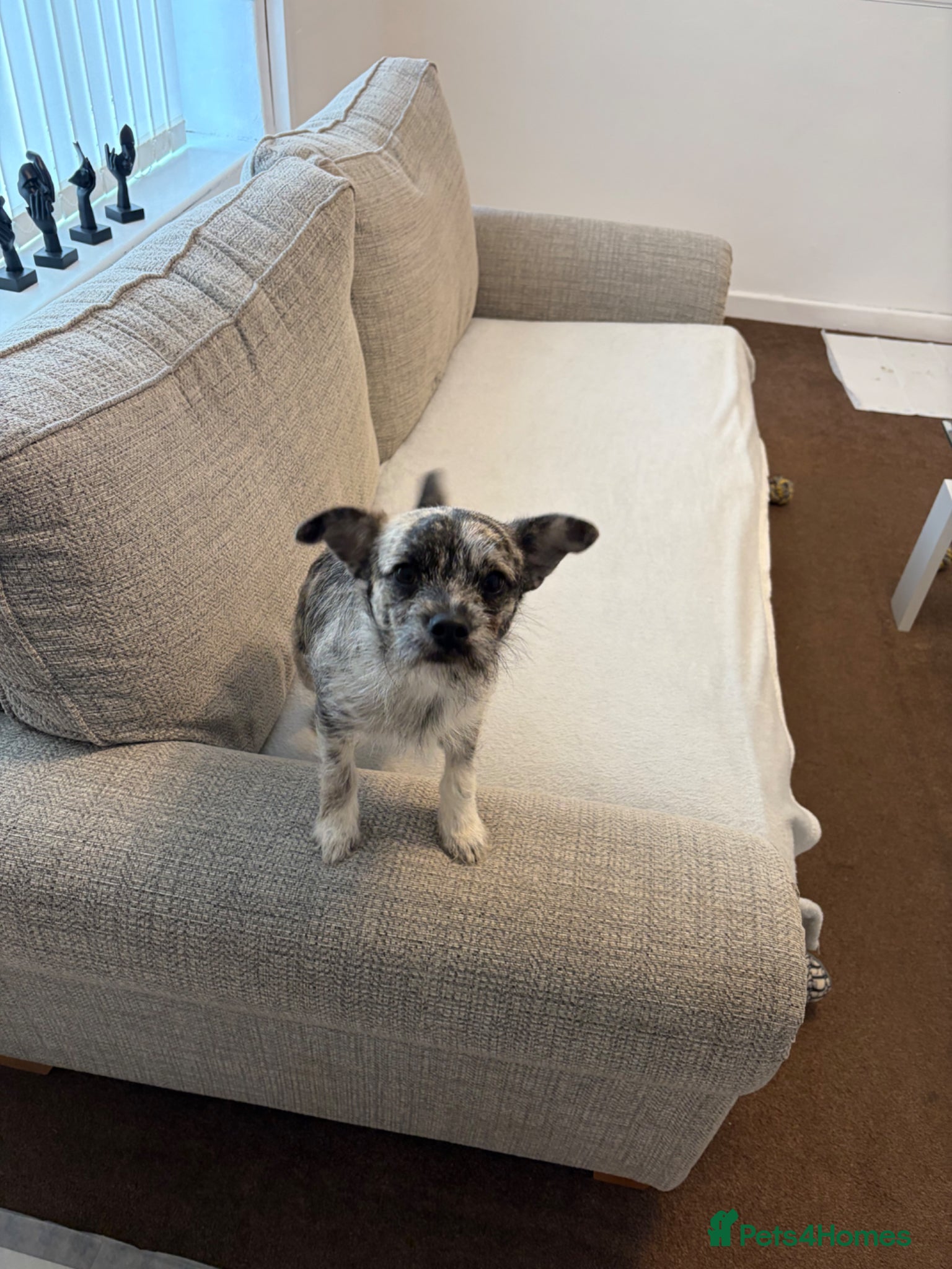 Mixed Breed dogs I’m selling my dog  - Advert 1