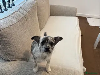 Mixed Breed dogs I’m selling my dog - Advert 1