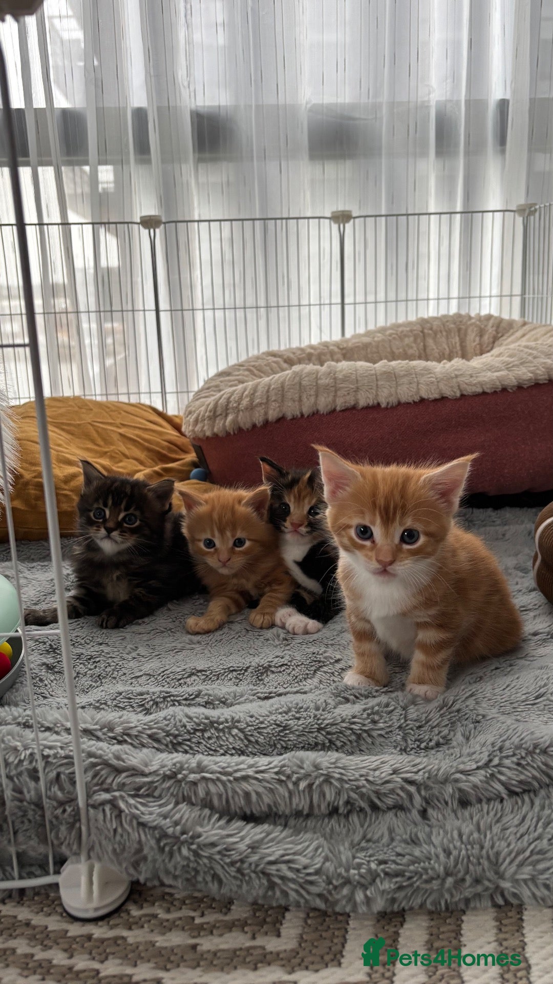 Maine Coon cats for sale: 3 maine coon girls ready in 3 weeks!!!🖤🧡🤍 - Advert 18