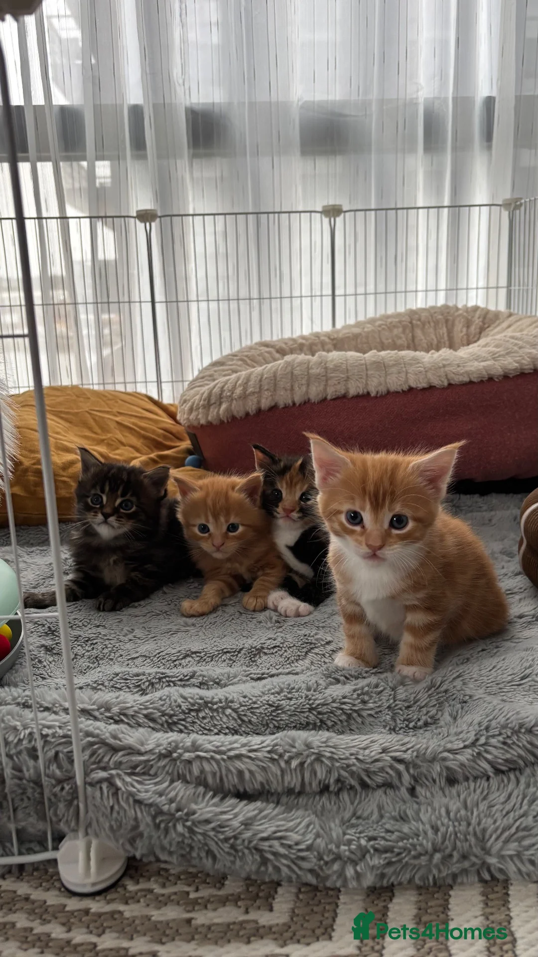 Maine Coon cats for sale: 3 maine coon girls ready in 3 weeks!!!🖤🧡🤍 in Birkenhead - Advert 1
