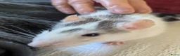 Rat rodents for sale: Female Rat Free to Good Home - Advert 5