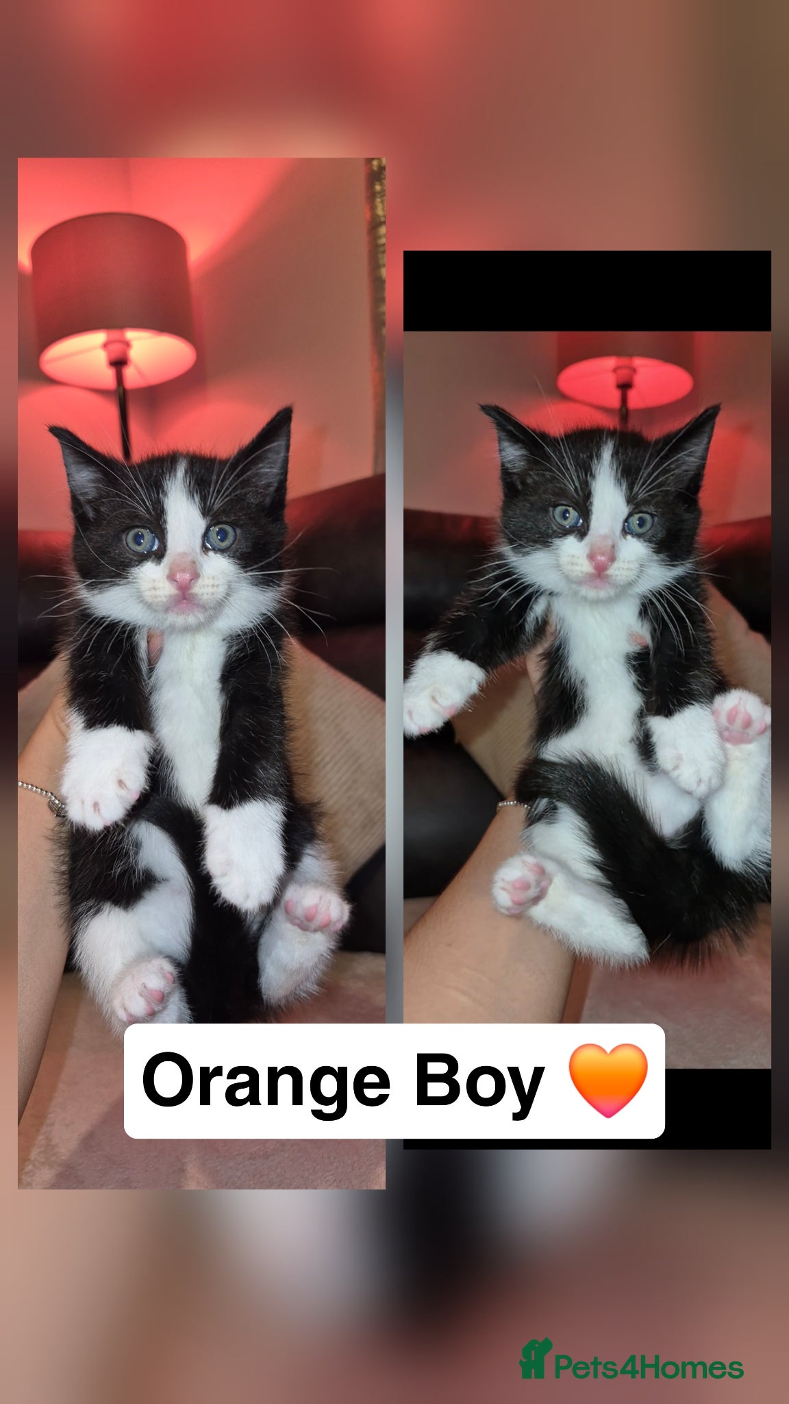 Mixed Breed cats Beautiful kittens  - Advert 18