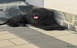 Hungarian Puli dogs for adoption: Beautiful Snoopy needs hugs! - Image 10