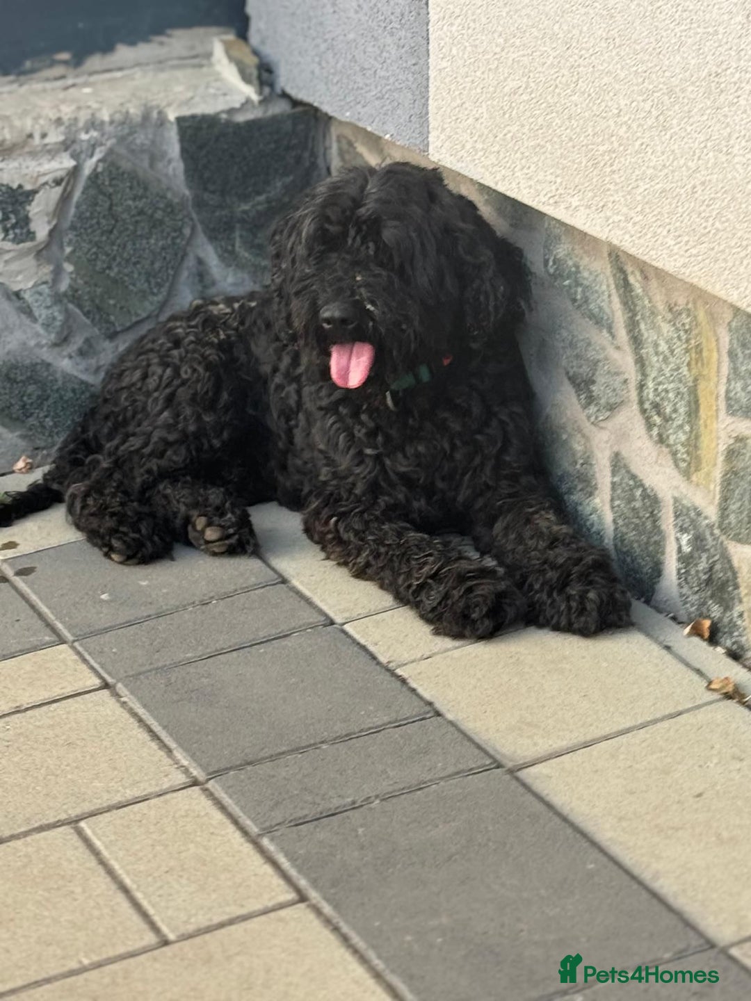 Hungarian Puli dogs for adoption: Beautiful Snoopy needs hugs! - Image 10