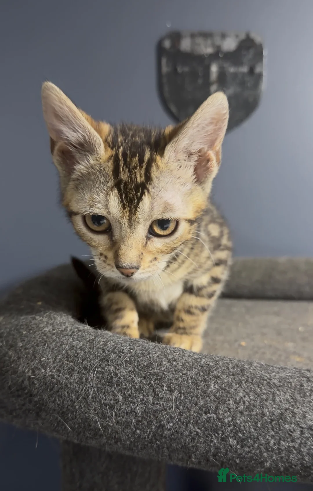 Bengal cats for sale: Bengal kittens  - Advert 2