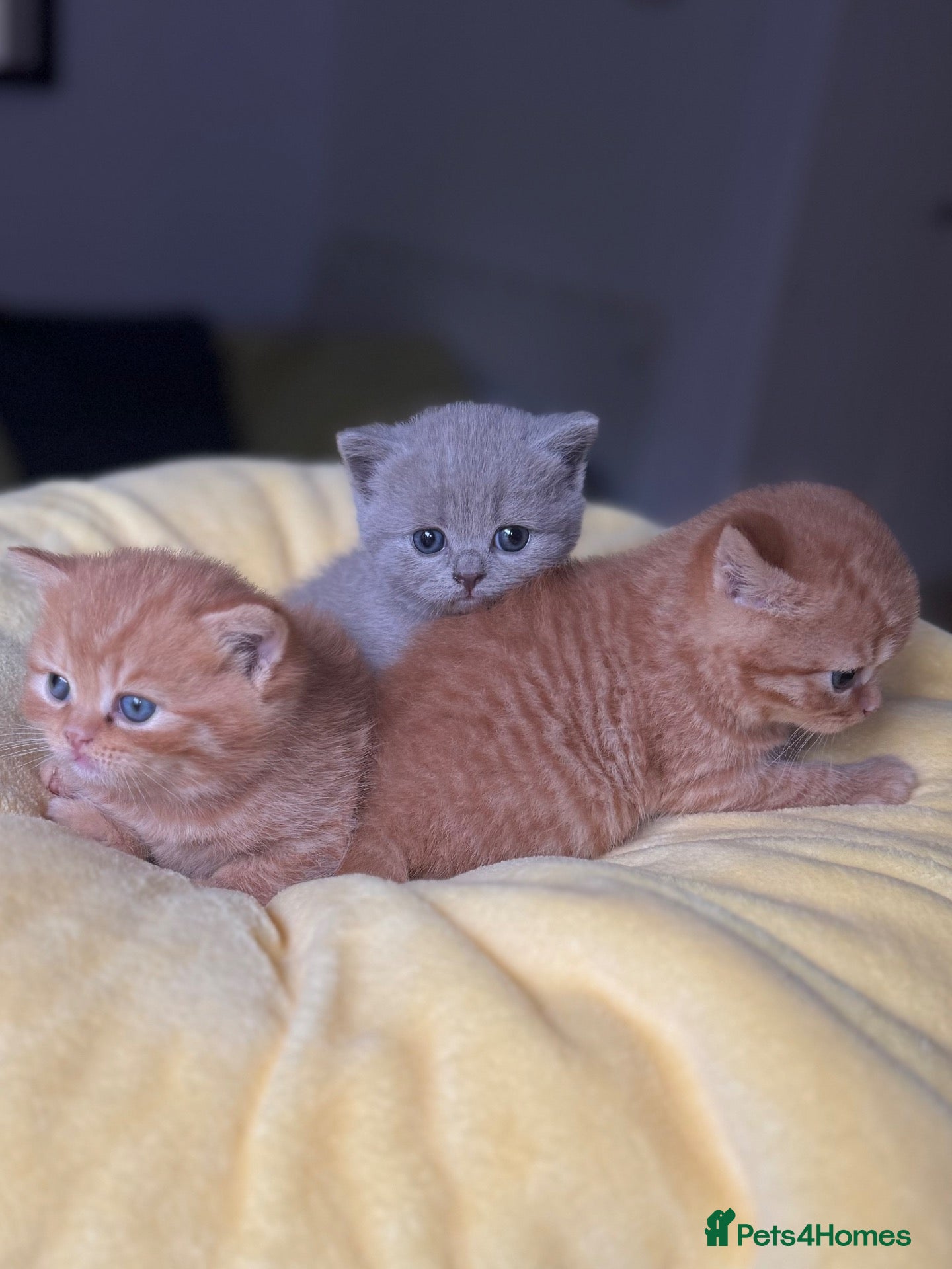 British Shorthair cats 🇬🇧⭐️RED, ❤️LILAC💜 BSH✅ TICA reg, - Advert 2