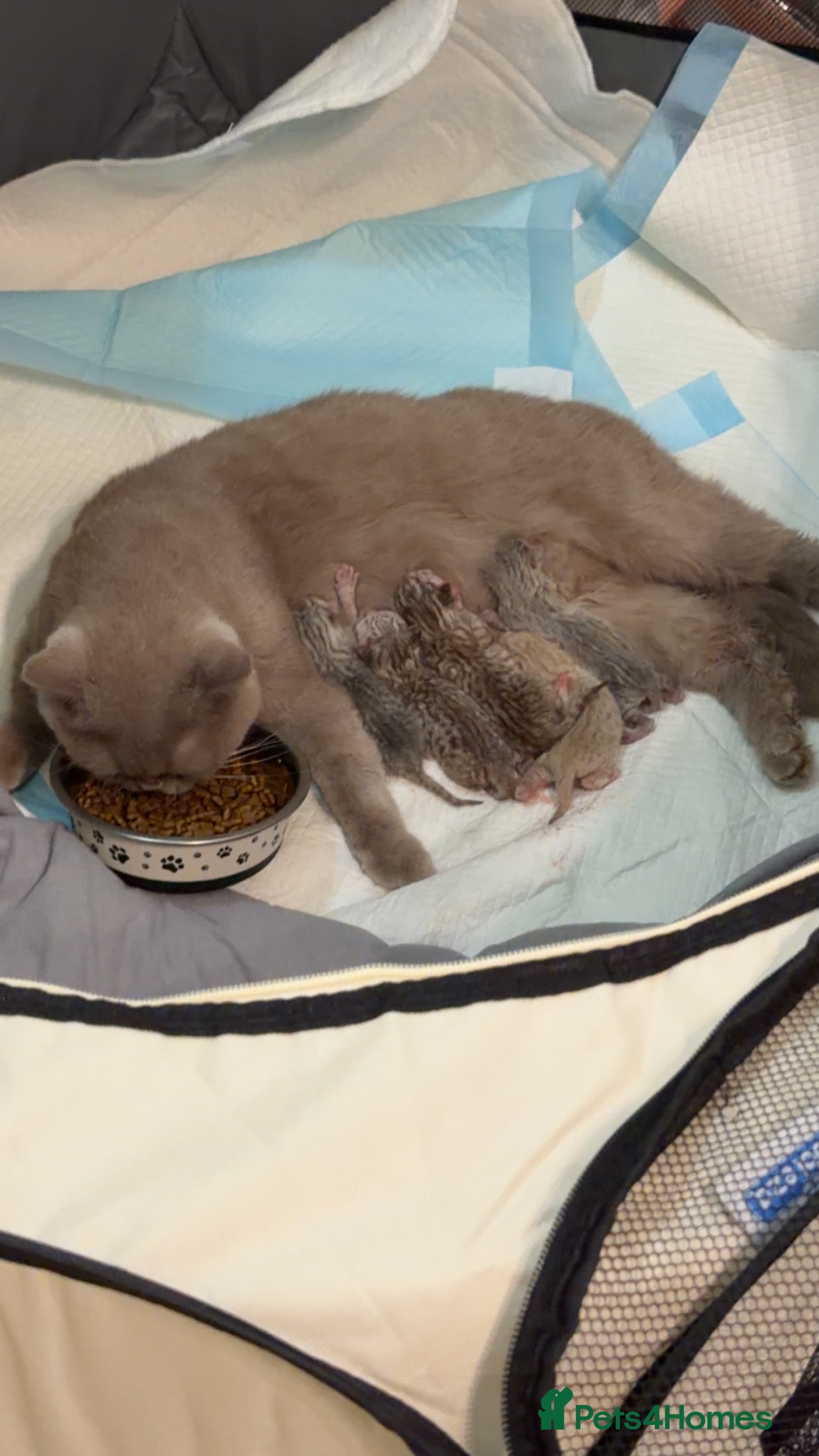 British Shorthair cats Beautiful British shorthair  - Advert 1