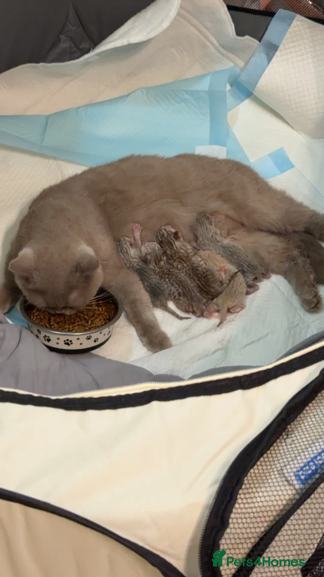 British Shorthair cats for sale: Beautiful British shorthair  - Advert 1