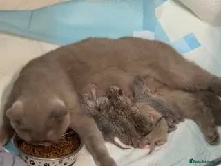 British Shorthair cats Beautiful British shorthair - Advert 1