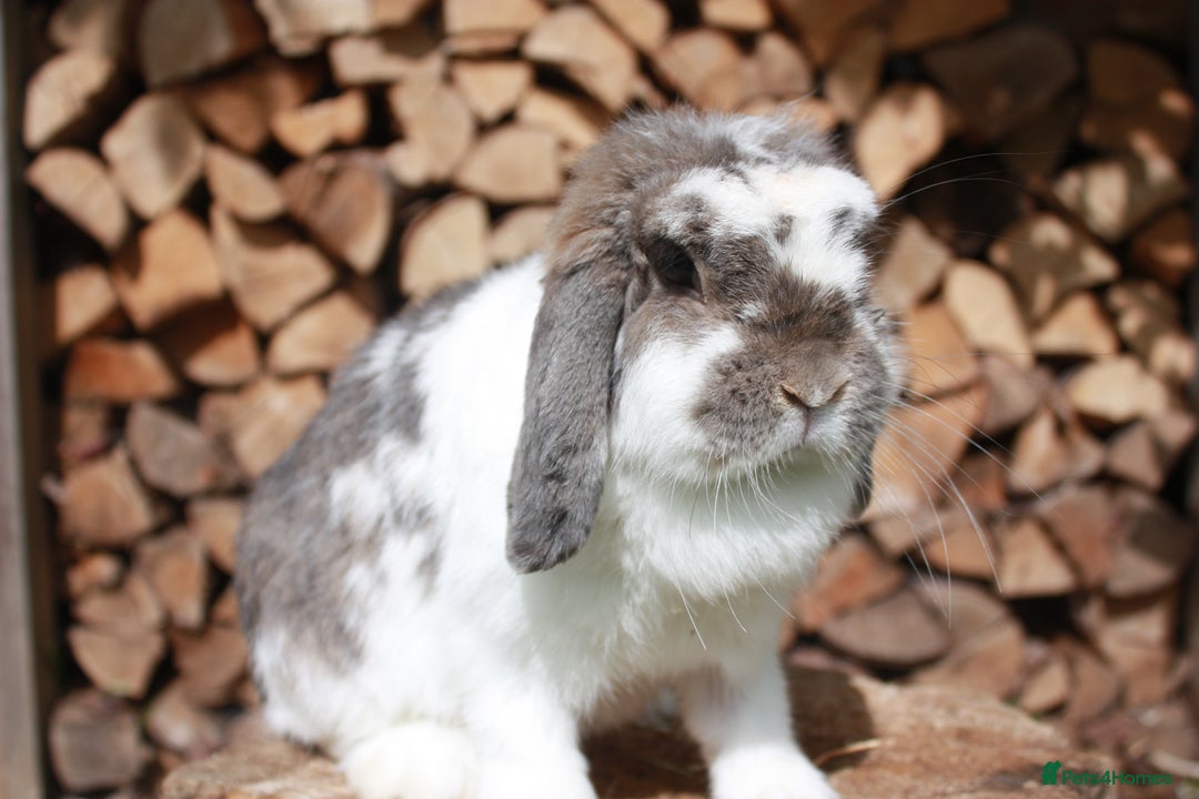 Mini Lop rabbits for sale: Adult mini lop rabbits  - Advert 5