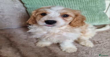 Cavapoo dogs - Advert 9