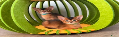 Abyssinian Kitten 3