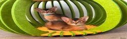 Abyssinian cats for sale: 🎖🏆🏅last 2 Abyssinian kittens  - Advert 18
