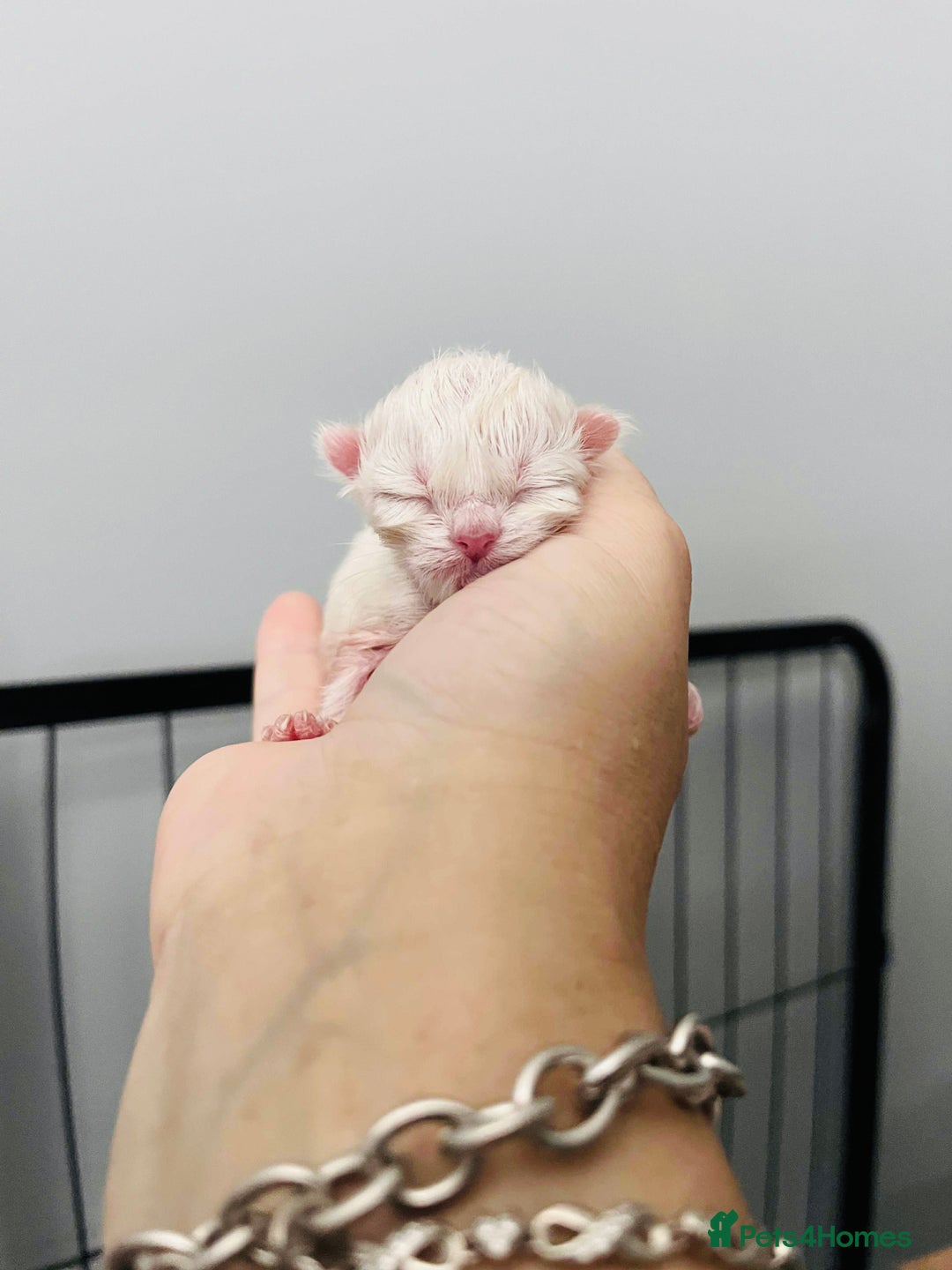 British Longhair cats for sale: 🐾🤩❤️Gold Angels - tiny stars 🐾❤️🐱 - Image 9