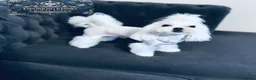 Maltese dogs for stud: 👑Exquisite KC Korean Maltese Stud DNA Clear👑 - Advert 6
